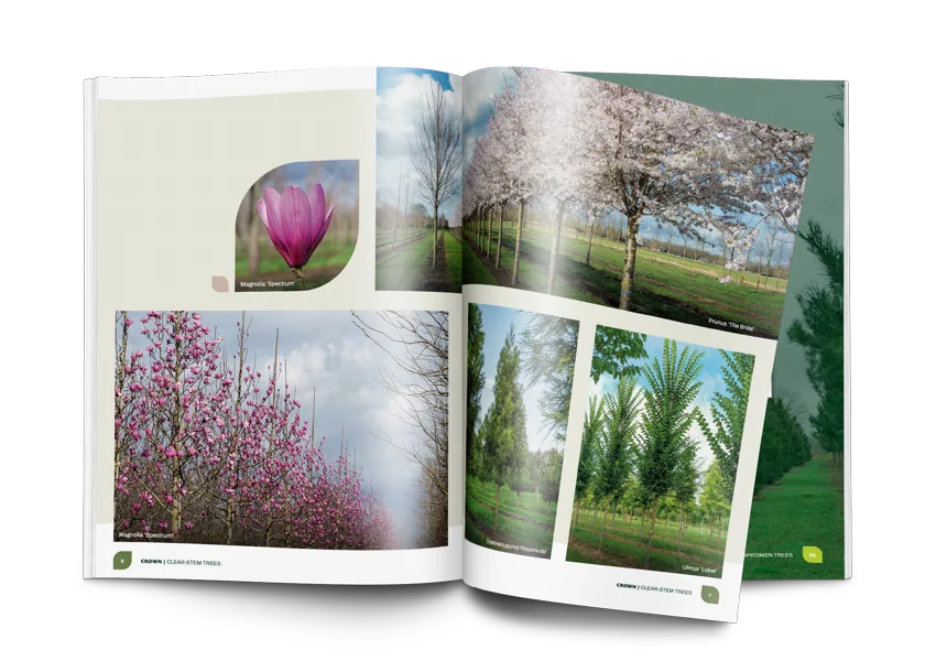 Open geslagen CROWN fotomagazine van Van den Berk Nurseries met paginavullende afbeeldingen van bloeiende en groene bomen, waaronder magnolia’s en prunussen.