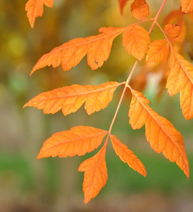 Van den Berk Boomkwekerijen